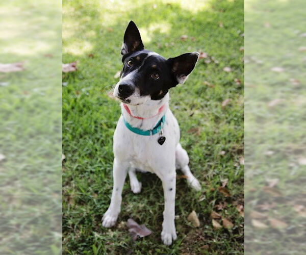 Medium Photo #3 Jack Russell Terrier-Unknown Mix Puppy For Sale in Marina Del Rey, CA, USA