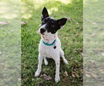 Small #2 Jack Russell Terrier Mix