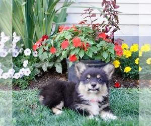 Medium Pembroke Welsh Corgi