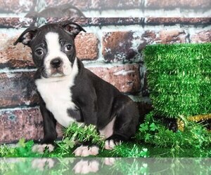Boston Terrier Puppy for sale in BEL AIR, MD, USA