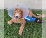 Small Goldendoodle (Miniature)