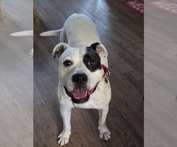 Medium Photo #3 American Bulldog Puppy For Sale in Atlanta, GA, USA