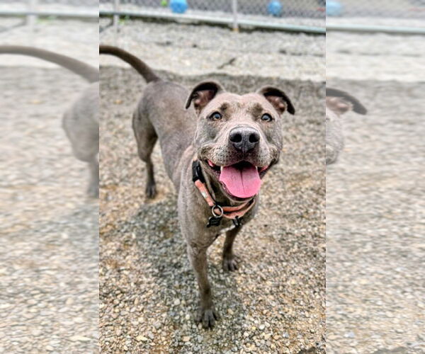 Medium Photo #3 American Pit Bull Terrier-Unknown Mix Puppy For Sale in Rockaway, NJ, USA