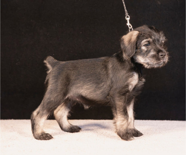 Medium Photo #1 Schnauzer (Standard) Puppy For Sale in PISMO BEACH, CA, USA