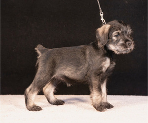 Medium Schnauzer (Standard)