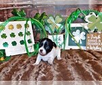 Small #7 Chihuahua