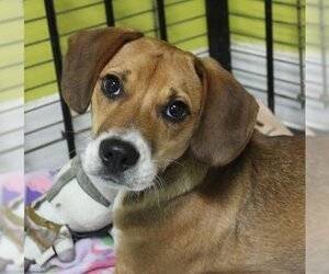 Beagle-Unknown Mix Dogs for adoption in Canton, CT, USA