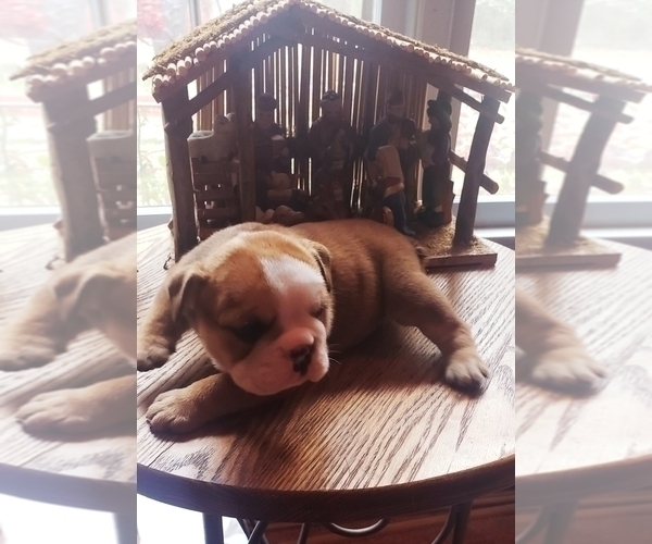 Medium Photo #4 Bulldog Puppy For Sale in GRIFFIN, GA, USA
