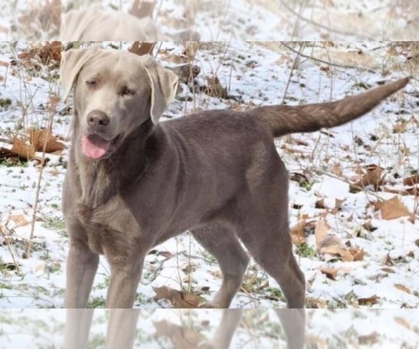 Medium Photo #1 Labrador Retriever Puppy For Sale in GREELEY, IA, USA