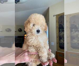 Maltese-Poodle (Toy) Mix Puppy for sale in NORTH HIGHLANDS, CA, USA