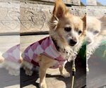 Small Photo #3 Chiranian Puppy For Sale in San Francisco, CA, USA