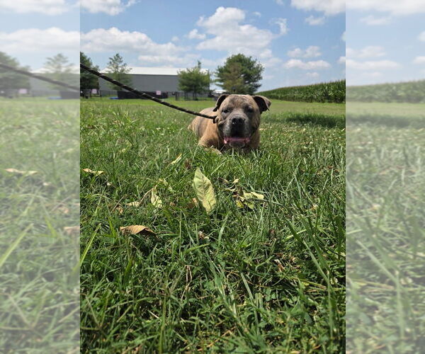 Medium Photo #7 American Pit Bull Terrier Puppy For Sale in Evansville, IN, USA