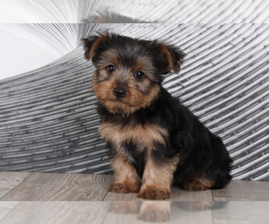 Yorkshire Terrier Puppy for sale in WESTPOINT, IN, USA