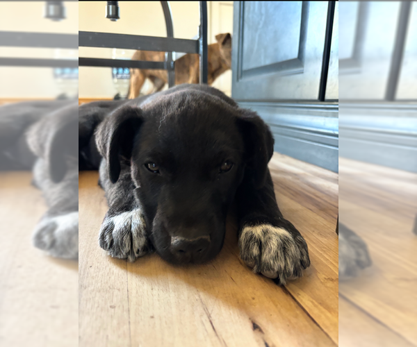 Medium Photo #2 Boxer-Unknown Mix Puppy For Sale in MIDWAY, UT, USA