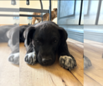Small #1 Boxer Mix