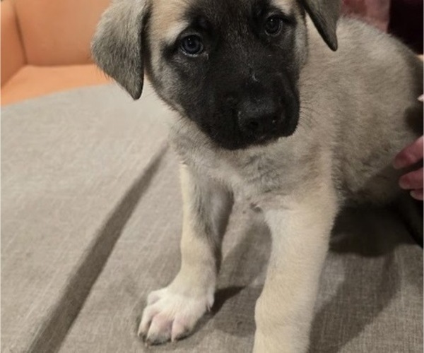 Medium Photo #3 Alaskan Malamute-Mastiff Mix Puppy For Sale in OMAHA, NE, USA