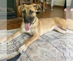 Small #22 Black Mouth Cur-German Shepherd Dog Mix