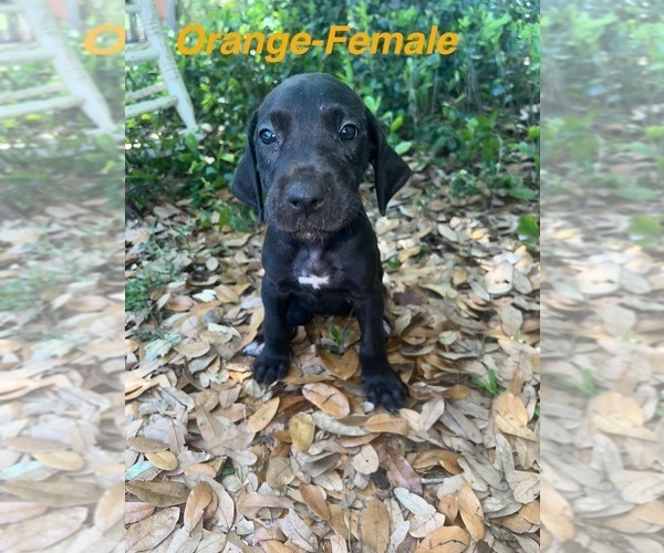 Medium Photo #13 Great Dane Puppy For Sale in FORT DENAUD, FL, USA