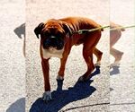 Small Photo #3 Boxer Puppy For Sale in Burnsville, MN, USA