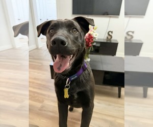 Labrador Retriever-Unknown Mix Dogs for adoption in Sandy, UT, USA