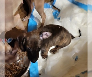 Dachshund-Italian Greyhound Mix Dog for Adoption in GRAHAM, Washington USA