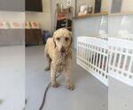 Small #1 Golden Retriever