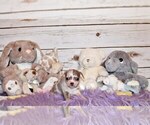 Small #3 Chihuahua