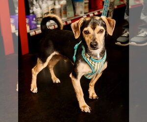 Chihuahua Dogs for adoption in St. Louis Park, MN, USA