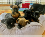 Small Photo #6 Brussels Griffon Puppy For Sale in SCOTTSDALE, AZ, USA