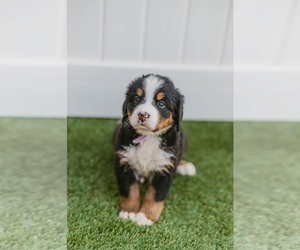 Bernese Mountain Dog Puppy for sale in ENOCH, UT, USA
