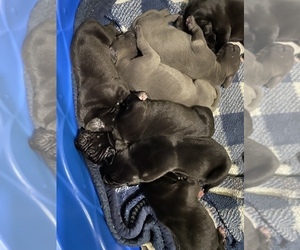 Great Dane Puppy for sale in PLANO, TX, USA