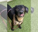 Small Labrador Retriever Mix