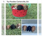 Image preview for Ad Listing. Nickname: Toy Poodle