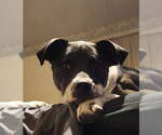 Small #2 American Pit Bull Terrier Mix