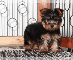 Yorkshire Terrier Puppy for sale in NAPLES, FL, USA