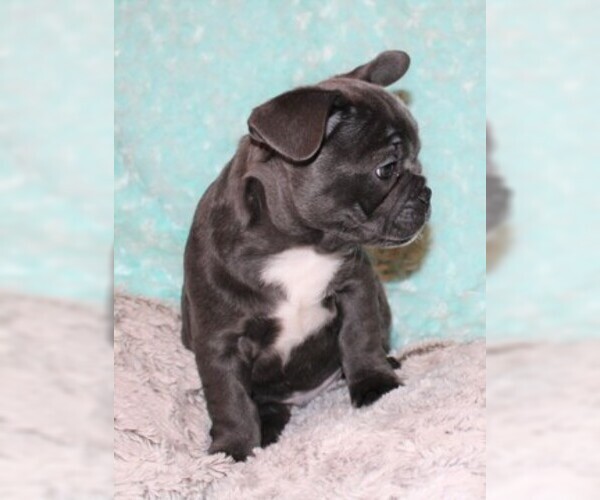 Medium Photo #4 French Bulldog Puppy For Sale in PITTSBURGH, PA, USA