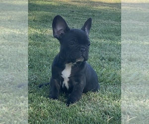 French Bulldog Puppy for sale in GERBER, CA, USA