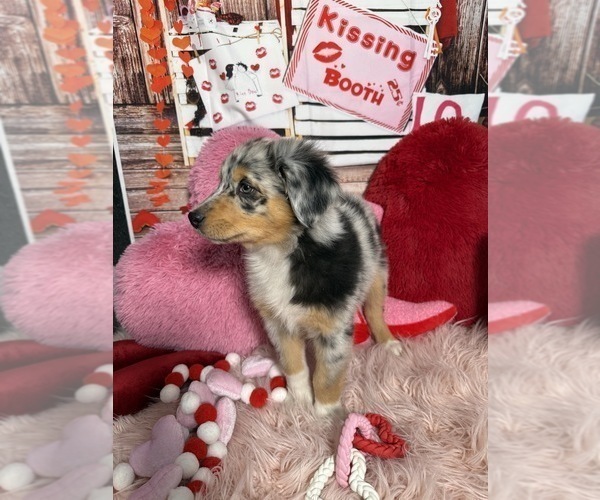 Medium Photo #14 Australian Shepherd Puppy For Sale in NEW BRAUNFELS, TX, USA