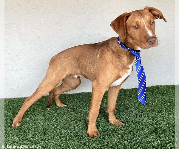 Medium Photo #9 Unknown-Weimaraner Mix Puppy For Sale in San Diego, CA, USA