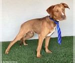 Small Photo #9 Unknown-Weimaraner Mix Puppy For Sale in San Diego, CA, USA
