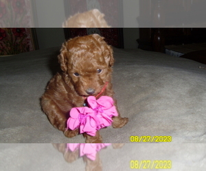 Poodle (Toy) Puppy for sale in DULUTH, GA, USA