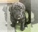 Small Photo #10 Goldendoodle Puppy For Sale in LOTHIAN, MD, USA