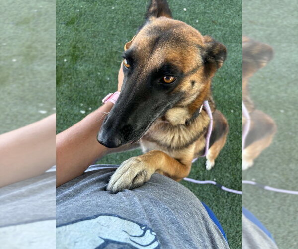 Medium Photo #1 German Shepherd Dog-Unknown Mix Puppy For Sale in Imlay City, MI, USA