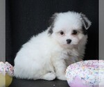 Small #1 Maltipom