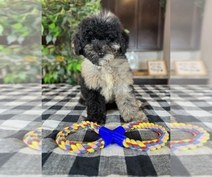 Miniature Bernedoodle Puppy for sale in GREENWOOD, IN, USA
