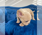 Small Photo #9 French Bulldog Puppy For Sale in SCREVEN, GA, USA