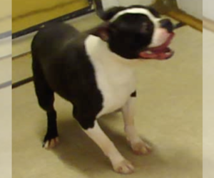 Father of the Boston Terrier puppies born on 06/26/2025