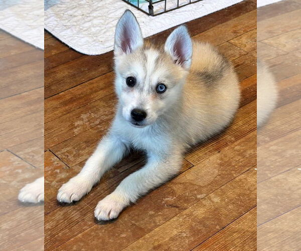 Medium Photo #1 Siberian Husky Puppy For Sale in Jackson Township, NJ, USA
