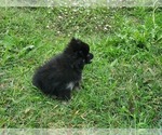 Small Photo #17 Pomeranian Puppy For Sale in KILLEEN, TX, USA