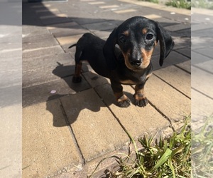 Dachshund Puppy for sale in DAYTONA BEACH, FL, USA